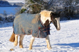 Top Tips to Beat the Freeze from HorseHage & Mollichaff!