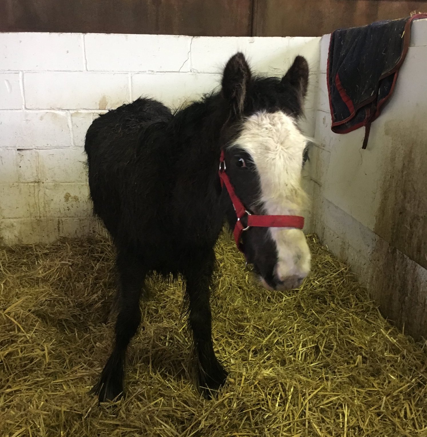 Rescue Foal Jake March 2018