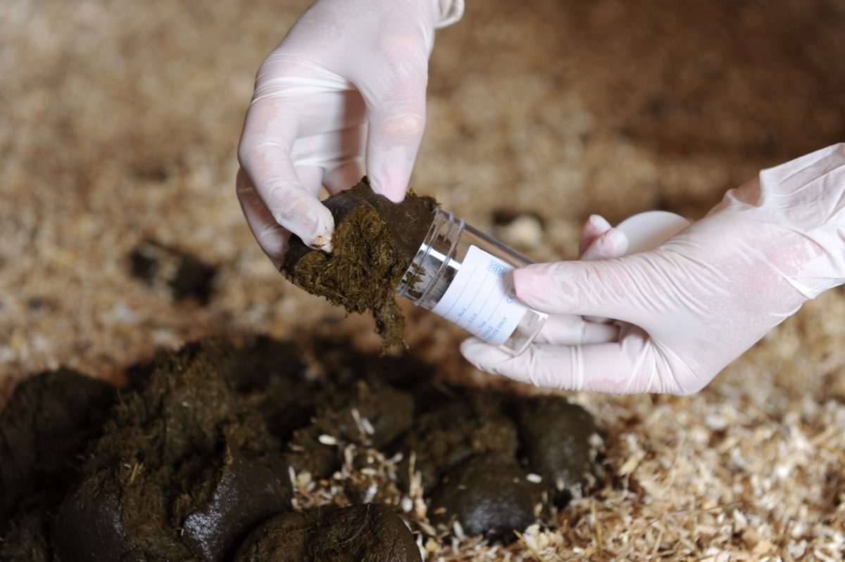 Worm Control Survey Reveals Horse Owners Are Still Struggling with Worm Control