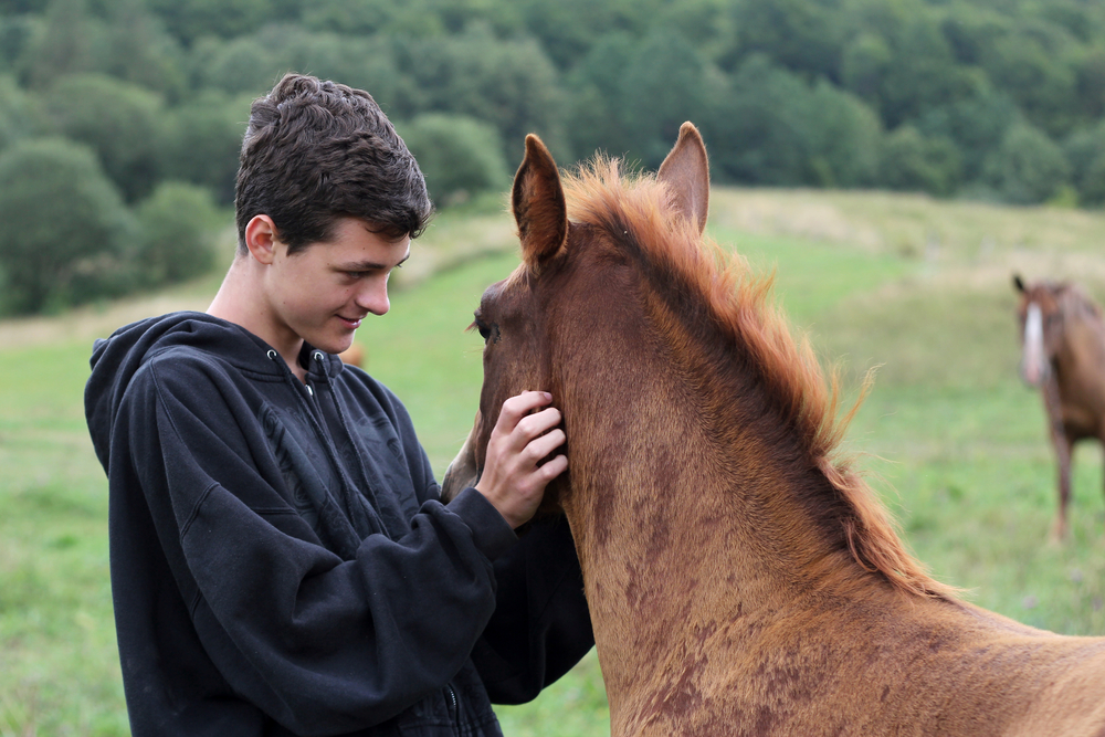 How to Buy a Horse
