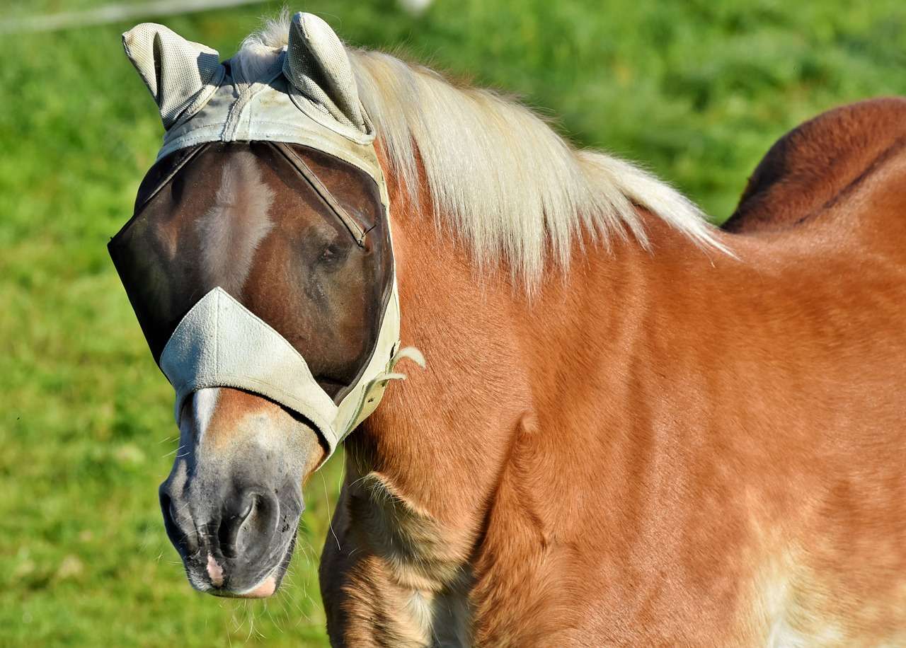 6 top fly sprays image of palomino horse with fly veil on in a field.