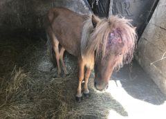 Emaciated and wounded pony found abandoned on busy road