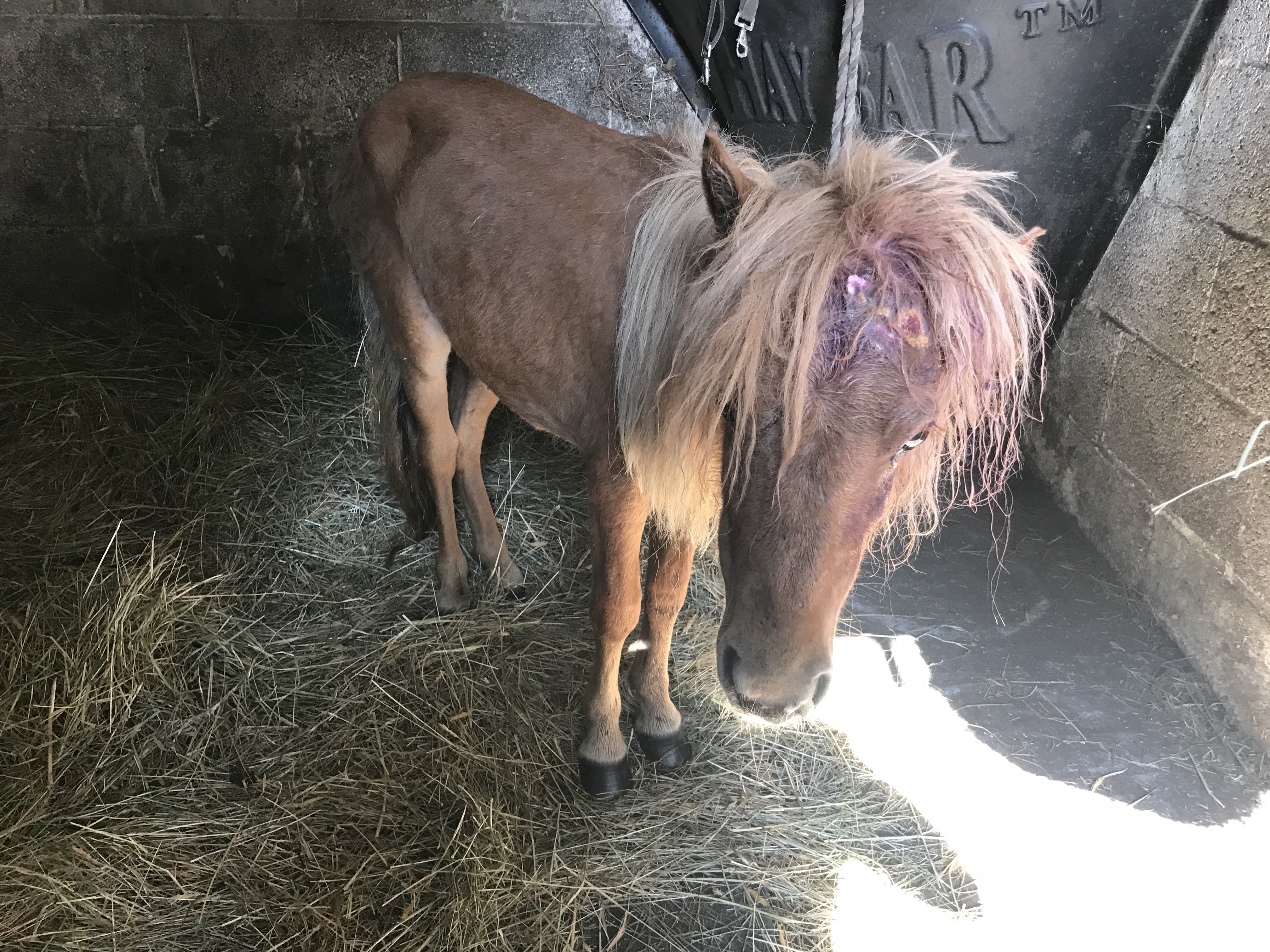 Emaciated and wounded pony found abandoned on busy road