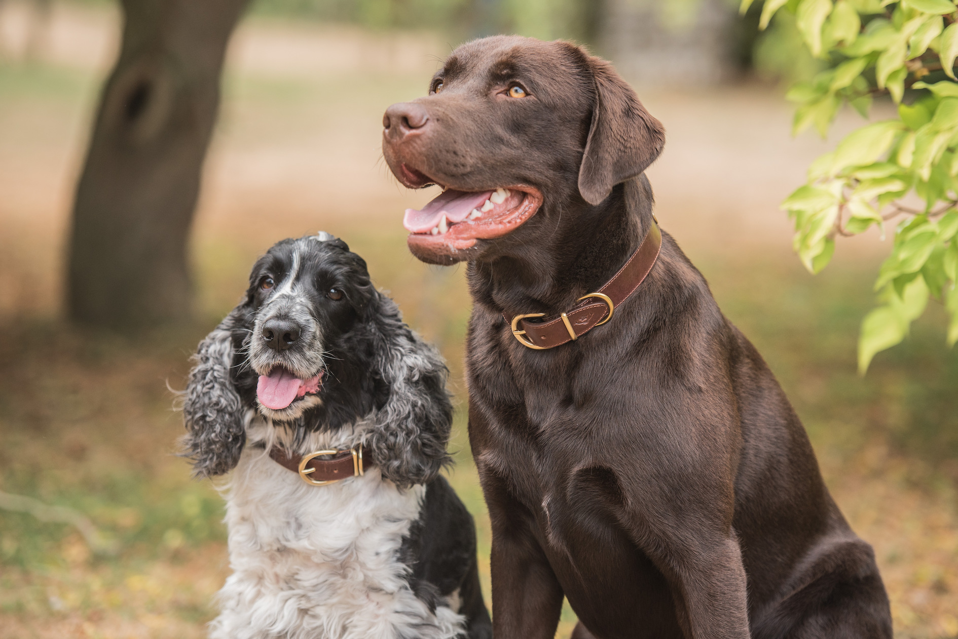 Mackenzie & George Dog Collar