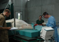 The new operating table at the Mare and Foal Sanctuary in Devon