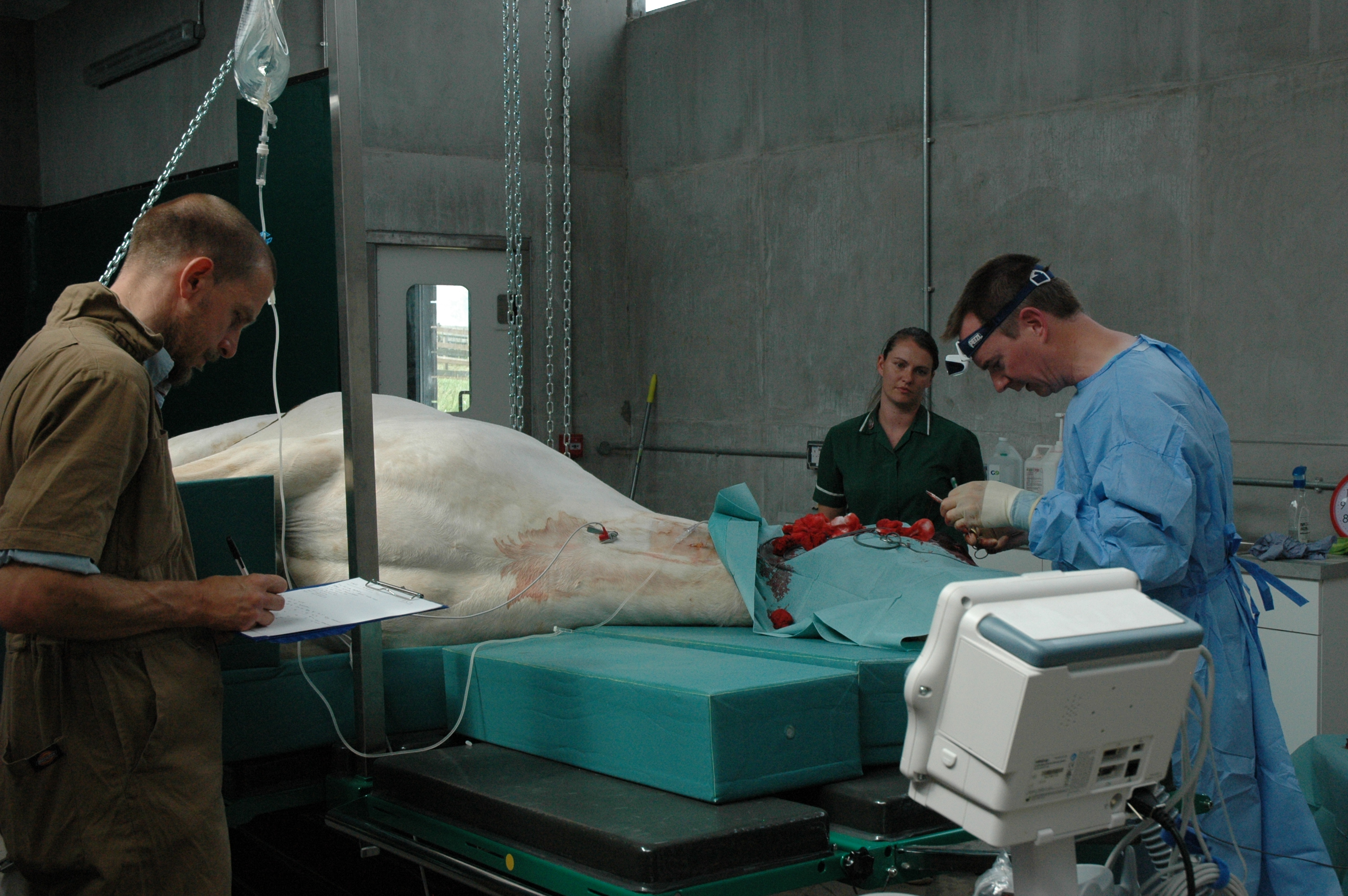 The new operating table at the Mare and Foal Sanctuary in Devon