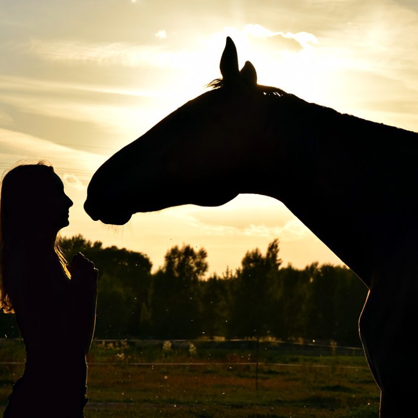 The Benefits of Therapy Horses