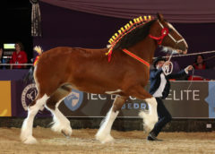 Class 50 Shire Horse of the Year Championship supported by the Shire Horse Society