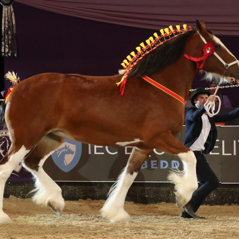 Class 50 Shire Horse of the Year Championship supported by the Shire Horse Society 