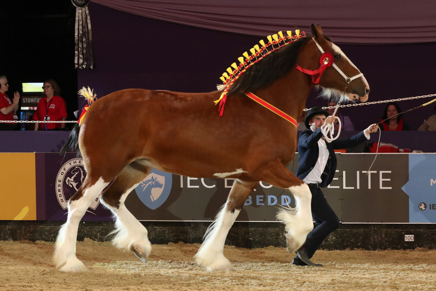 Class 50 Shire Horse of the Year Championship supported by the Shire Horse Society