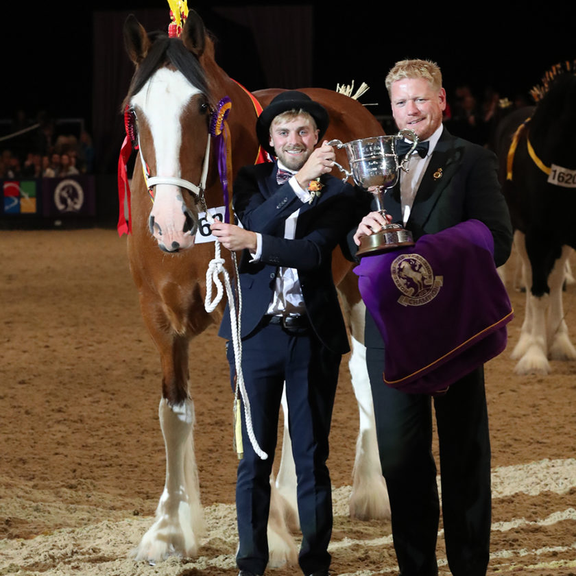  50 Shire Horse of the Year Championship supported by the Shire Horse Society