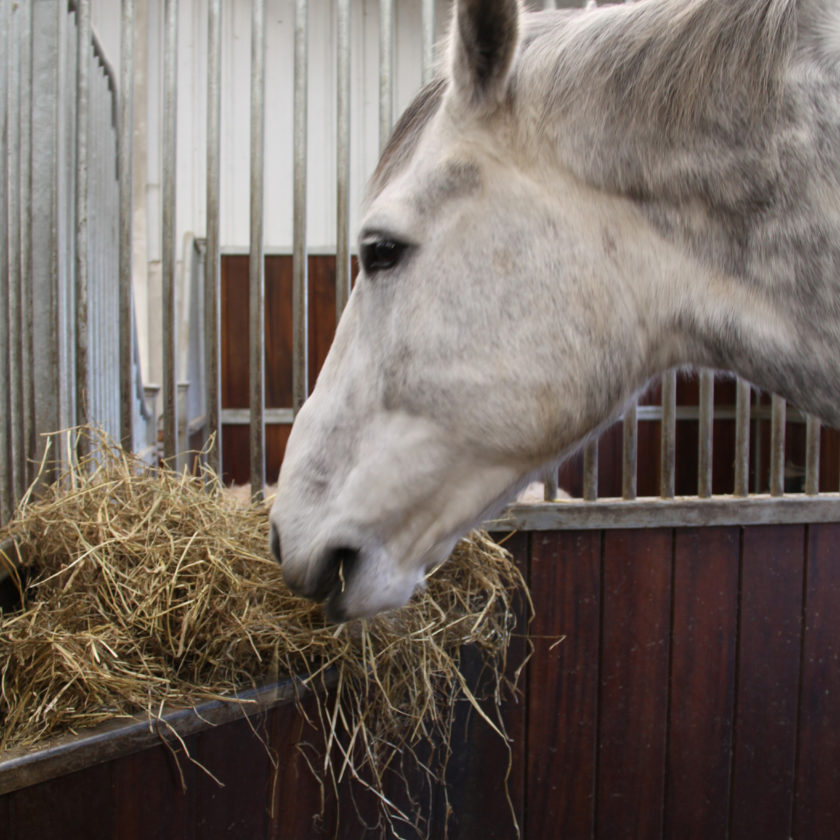 Feeding for Condition This Winter - Horse eating HorseHage