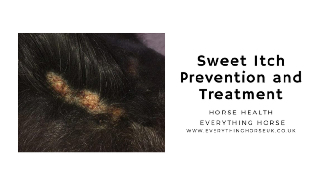 Sweet Itch Prevention and Treatment