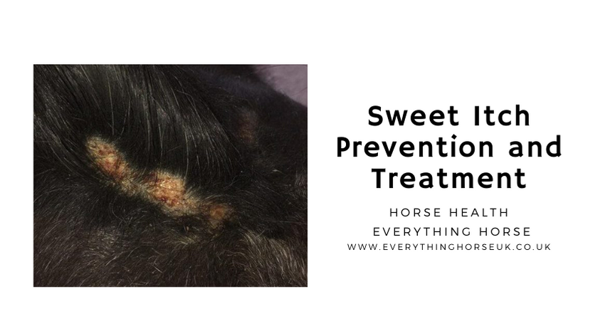 Sweet Itch Prevention and Treatment