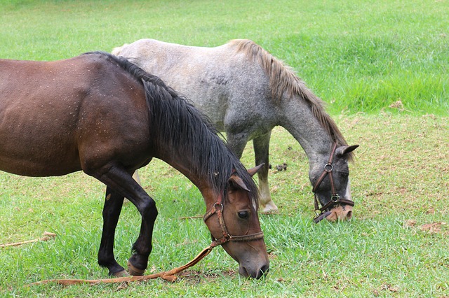 RSPCA Highlights Concern For Horse Tethering