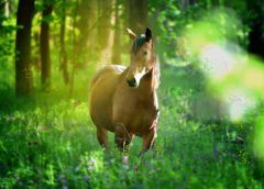 10 Things Horse Owners Will do Now It’s Spring