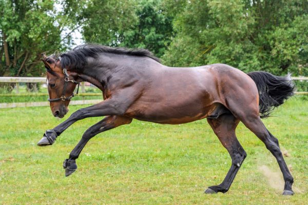 GRP acquires specialist equestrian broker Shearwater