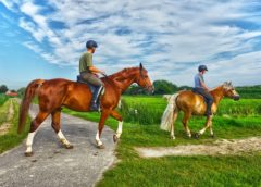 Changes to Highway Code Secure Safer Horse Riding on Roads