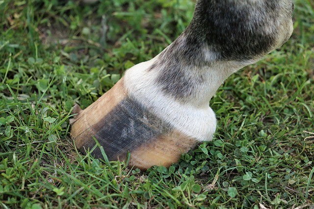 damaged hooves