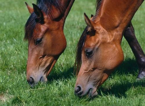 Equine Influenza update Horses grazing (MSD owned)