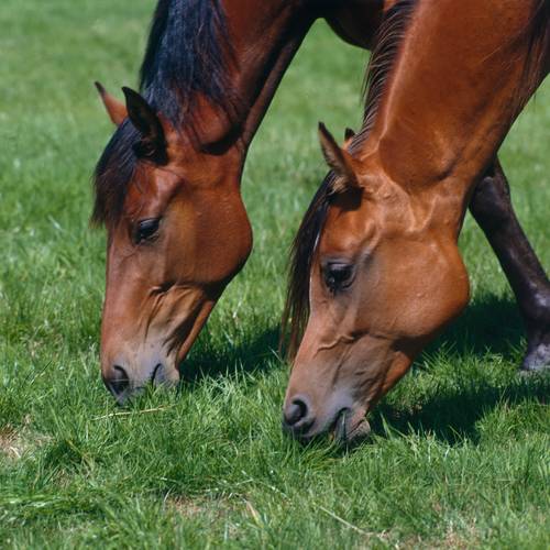 Equine Influenza update Horses grazing (MSD owned)
