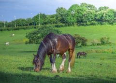 Caring for a Horse Prone to Laminitis