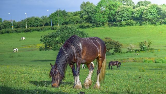 What To Consider When Caring For A Horse With Laminitis
