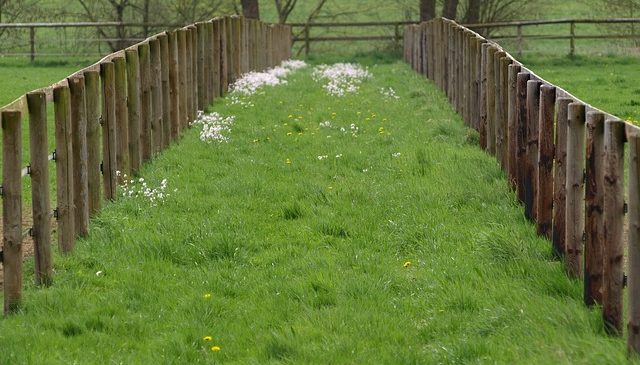 Choosing the Right Materials for a Paddock Fence