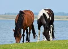 benefits of turnout for horses image of horses grazing together