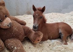 Orphaned foal Ava and teddy bear