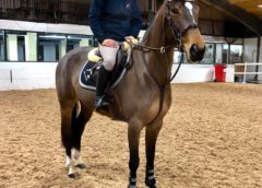 Top 10 Tips for a Young Horse’s Training Schedule with Steph Gumn