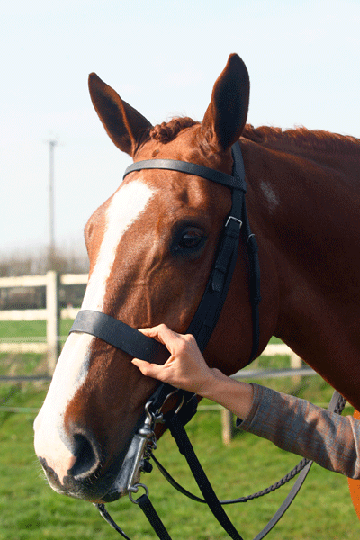 This noseband compliments this horse's handsome head for showing