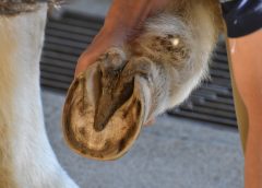 Hoof Ailments image of a horse hoof from underneath