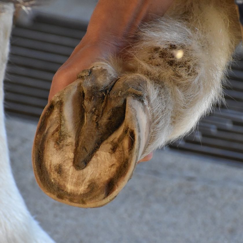 Hoof Ailments image of a horse hoof from underneath
