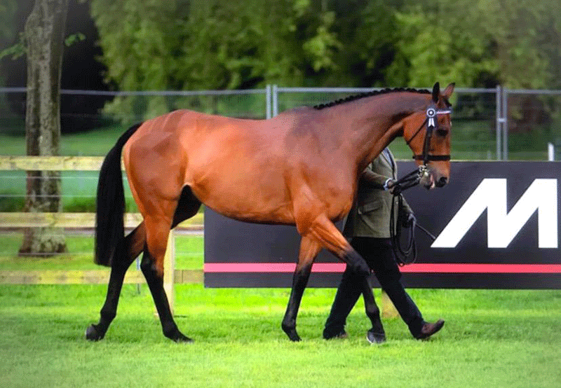 Ex-racehorse Cue Card will be at the RoR Goffs UK National Championships