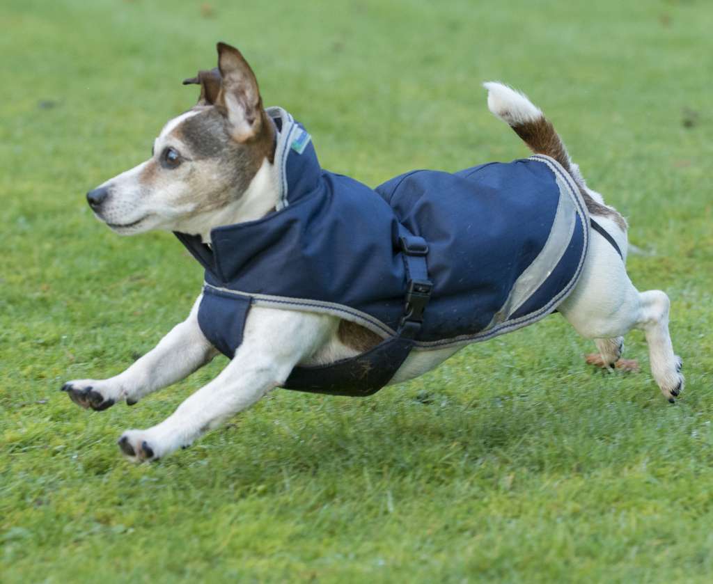 Bucas Freedom dog rug