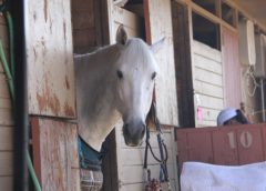 How to avoid equine asthma and respiratory issues with better management