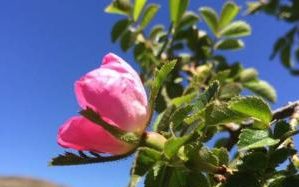 Rosehip flower