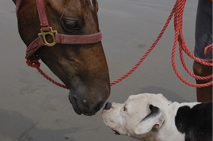 dog and horse