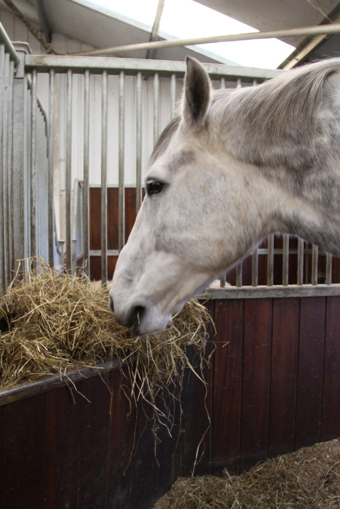 HorseHage for quality bagged forage you can trust