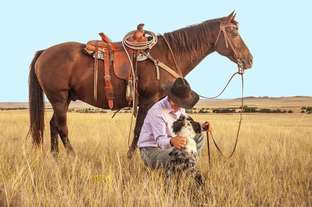 Introducing Your Dog to Horses: 8 Practical Tips