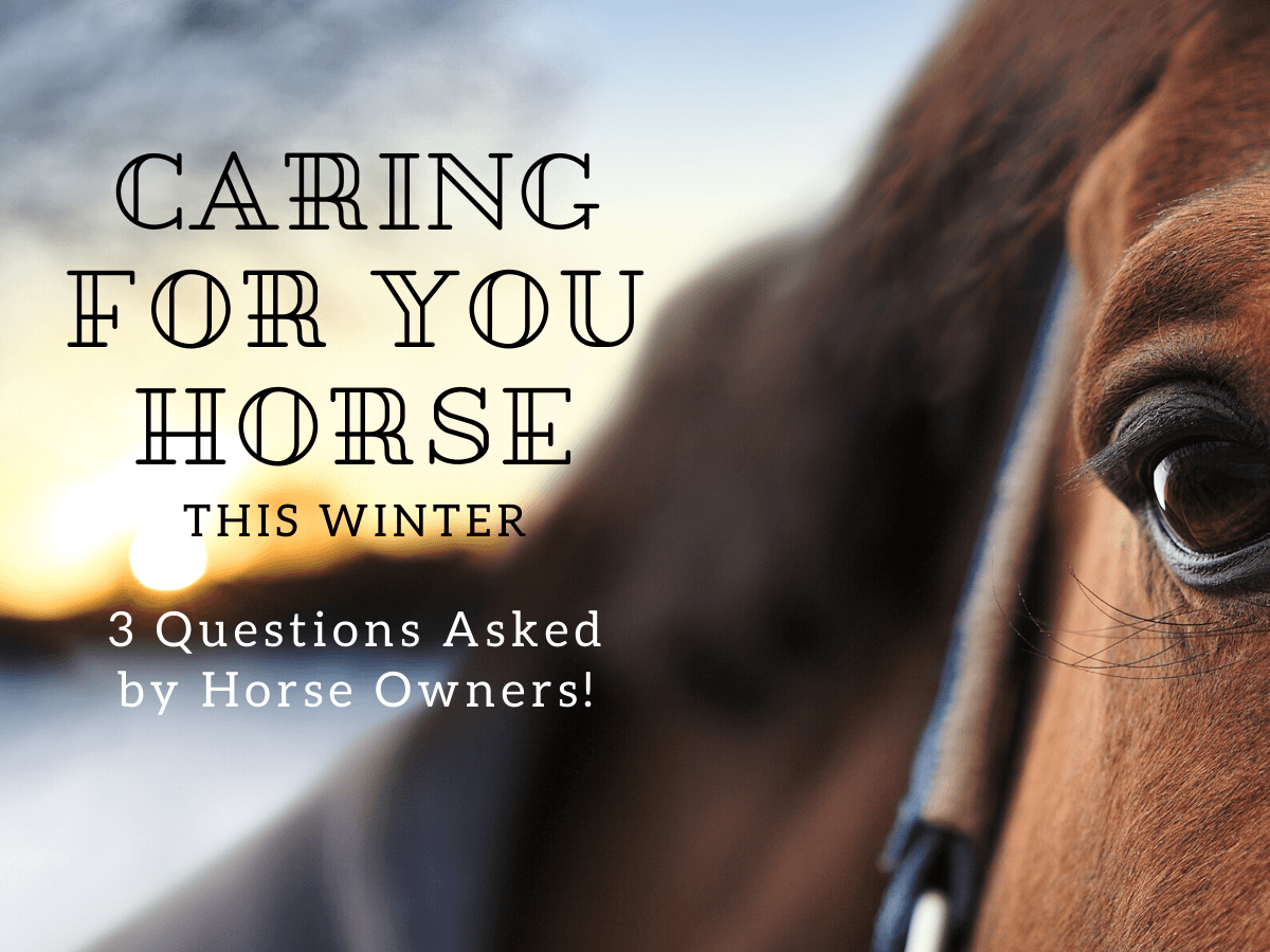 caring for you horse questions asked by horse owners