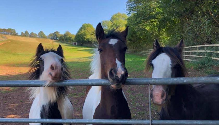 Mare and Foal Sanctuary: Icon (middle) with new herd mates (L2R) Ovie and Tinkerman