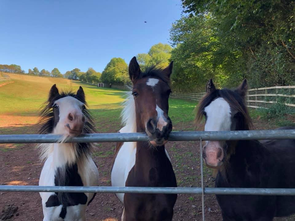 Mare and Foal Sanctuary: Icon (middle) with new herd mates (L2R) Ovie and Tinkerman