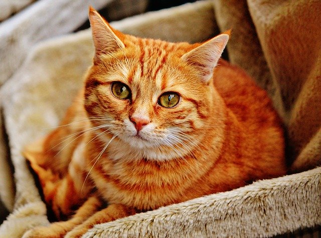 A picture of a ginger Cat