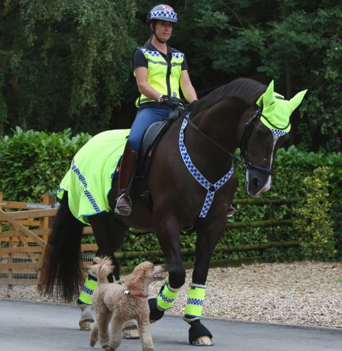 hi-vis in summer is just as important as any time of year. Polite Range, horse and rider wearing items from the Equisafety Polite Range