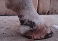 Mud Fever in Horses explained including symptoms, causes, treatment and prevention