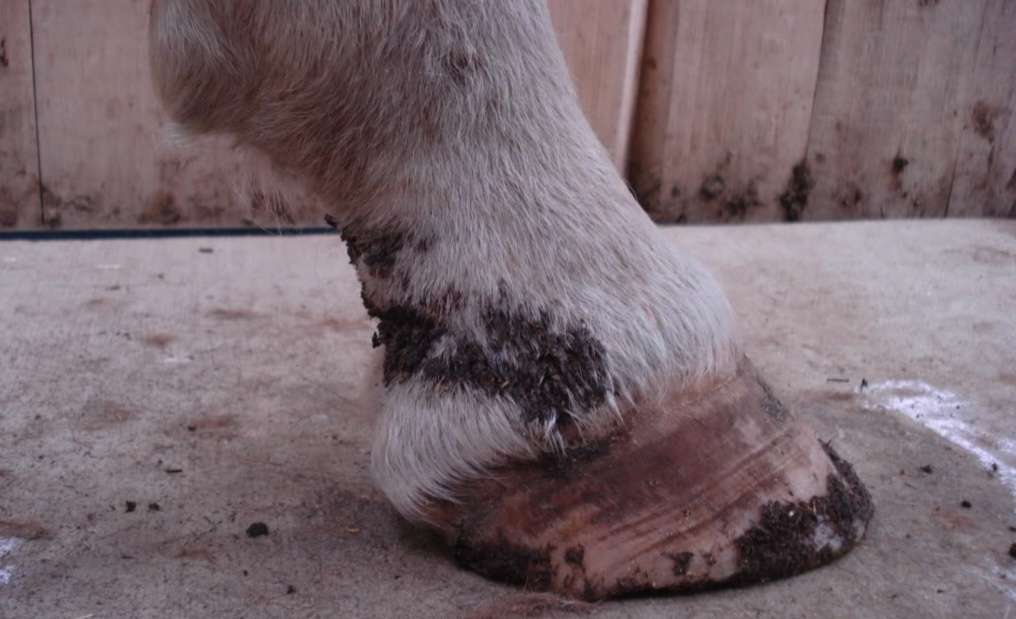 Mud Fever in Horses explained including symptoms, causes, treatment and prevention