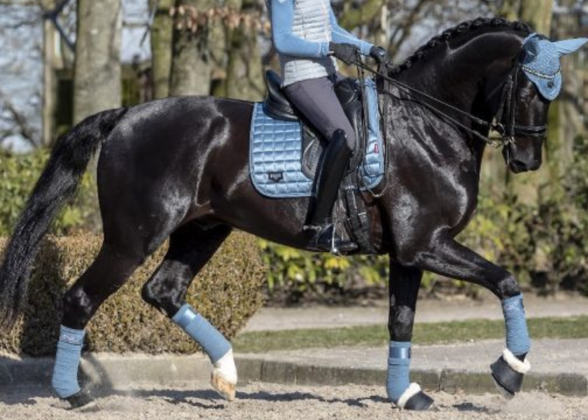 Matchy-Matchy Horse Numnah Sets to Get You Motivated