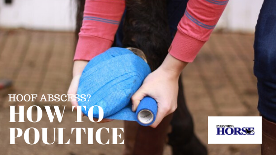Hoof Abscess? How to Poultice